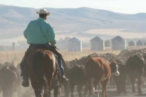 Farm-Safety-Cattle